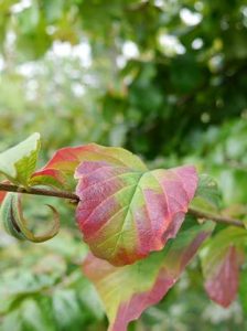 Eisenholzbaum / Parrotie Parrotia persica