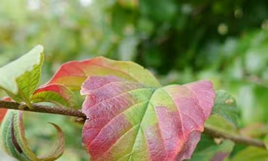 Eisenholzbaum / Parrotie Parrotia persica
