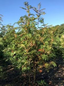 Mehlbeere 'Dodong' Sorbus 'Dodong'