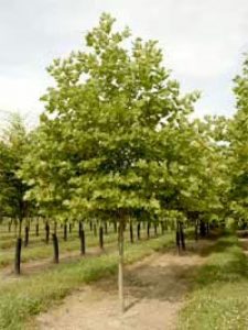 Ahornblättrige Platane 'Bloodgood' / Londoner Platane / Platanus acerifolia 'Bloodgood'