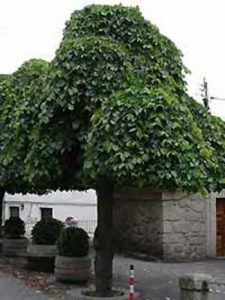 Lauben-Ulme / Camperdown-Ulme / Ulmus glabra 'Camperdownii'