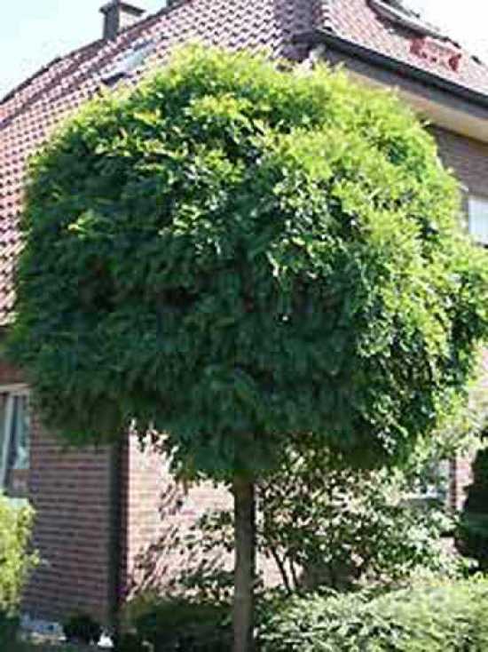 Hhenangabe bei der Kugelakazie  gilt diese mit oder ohne Krone?  Alle  Fragen und Antworten zum Thema Gartenpflanzen