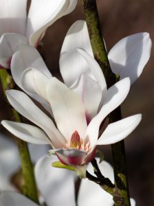 Großblütige Säulen-Magnolie / Magnolia 'Satisfaction'