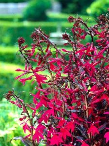  Lobelie 'Russian Princess'/  Lobelia speciosa 'Russian Princess'