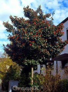 Weißdorn / Apfeldorn 'Carrierei' / Crataegus lavallei 'Carrierei'