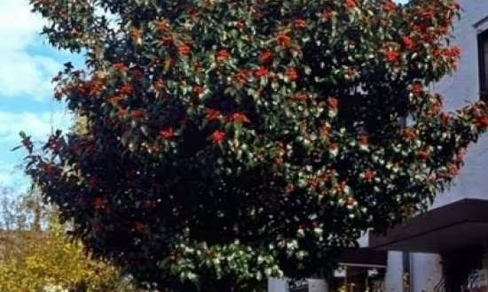 Weißdorn / Apfeldorn 'Carrierei' / Crataegus lavallei 'Carrierei'