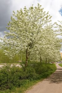 Lederblättriger Weißdorn / Crataegus laevigata 'Plena'