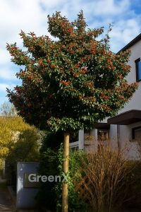 Weißdorn / Apfeldorn 'Carrierei' / Crataegus lavallei 'Carrierei'