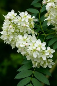 Kaschmir-Eberesche / Sorbus cashmiriana