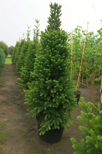 Säulen-Weißtanne / Pyramiden-Weißtanne / Abies alba 'Pyramidalis'