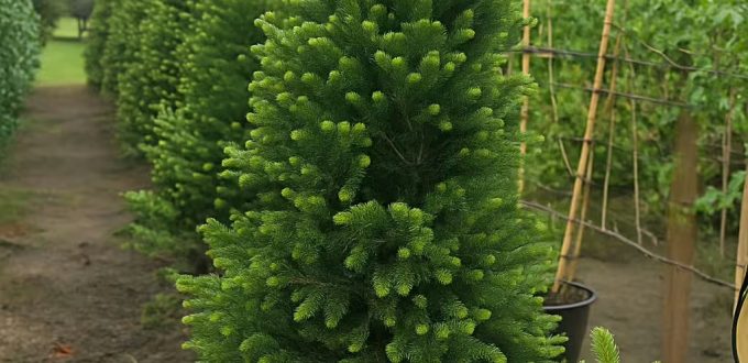 Säulen-Weißtanne / Pyramiden-Weißtanne / Abies alba 'Pyramidalis'