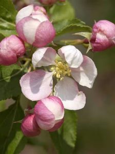 Zierapfel 'Red Jade' / Malus 'Red Jade'