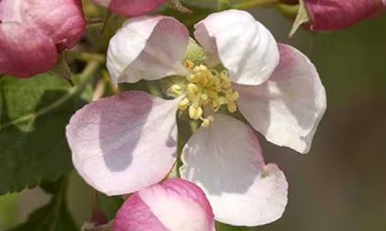 Zierapfel 'Red Jade' / Malus 'Red Jade'