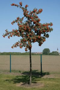 Finnland-Mehlbeere 'Gibbsii' / Eberesche 'Gibbsii' / Sorbus hybrida 'Gibbsii'
