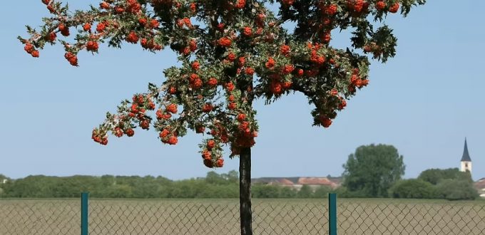 Finnland-Mehlbeere 'Gibbsii' / Eberesche 'Gibbsii' / Sorbus hybrida 'Gibbsii'