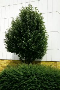 Mehlbeere 'Magnifica' / Sorbus aria 'Magnifica'