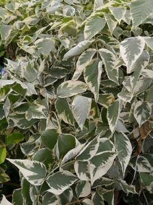 Weißblättrige Aralie / Weißer Japanischer Angelikabaum /  Aralia elata 'Variegata'