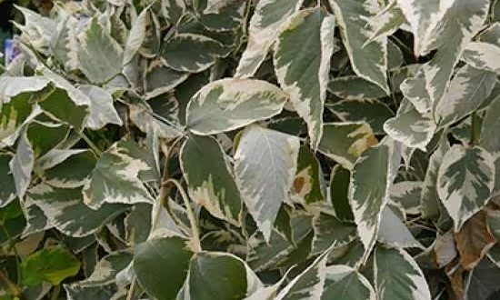 Weißblättrige Aralie / Weißer Japanischer Angelikabaum / Aralia elata 'Variegata'