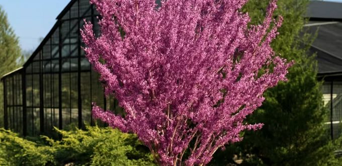 Chinesischer Judasbaum 'Avondale' / Cercis chinensis 'Avondale'