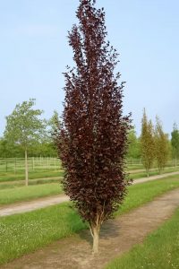 Rote Säulenbuche / Fagus sylvatica 'Rohan Obelisk'