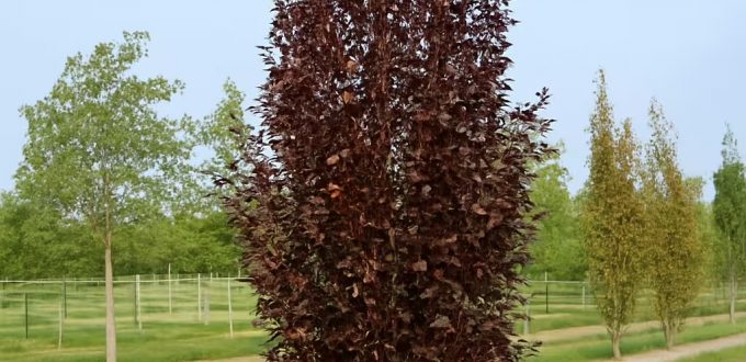 Rote Säulenbuche / Fagus sylvatica 'Rohan Obelisk'