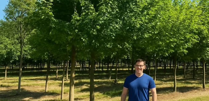 Feld-Ahorn / Maßholder / Acer campestre