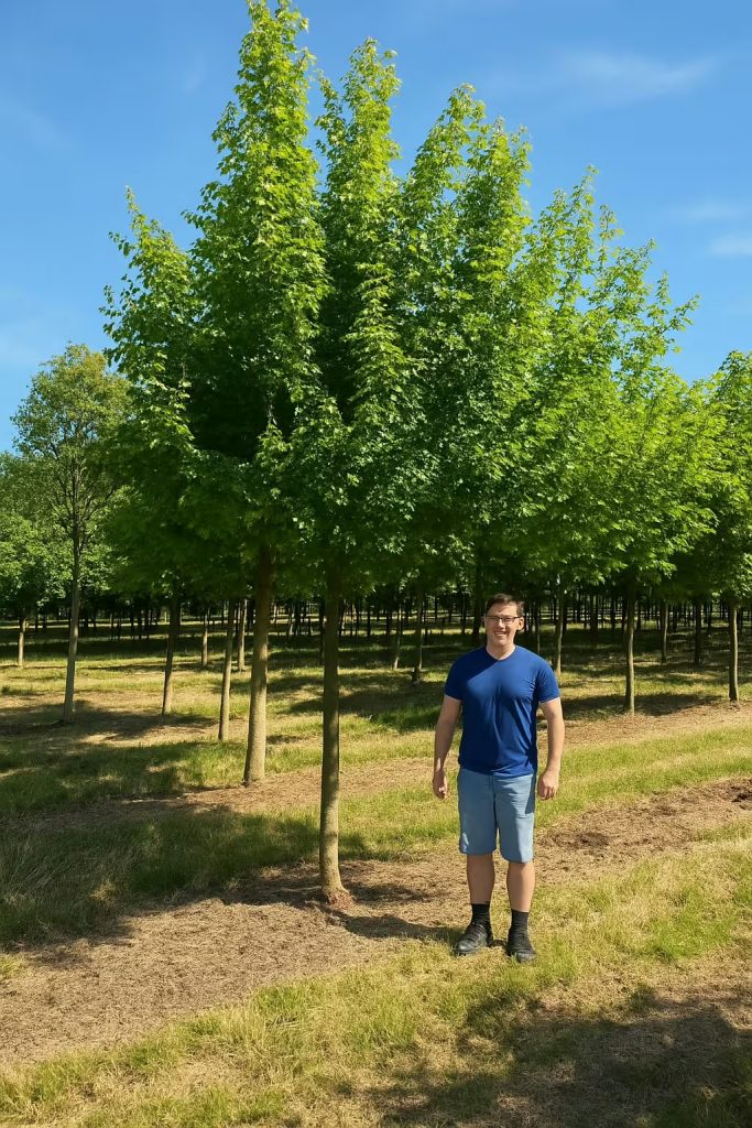 Feldahorn (Acer campestre) als Hochstamm: Auf 6 m begrenzen — ist das ...