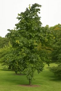 Amerikanische Persimone / Khakibaum / Diospyros virginiana