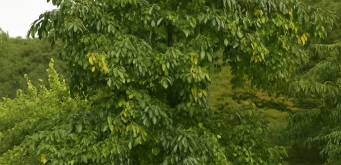 Amerikanische Persimone / Khakibaum / Diospyros virginiana