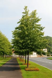 Winter-Linde 'Roelvo' / Tilia cordata 'Roelvo'