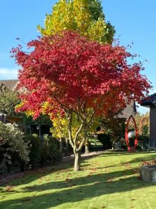 Eisenhutblättriger Ahorn 'Aconitifolium' / Acer japonicum 'Aconitifolium'