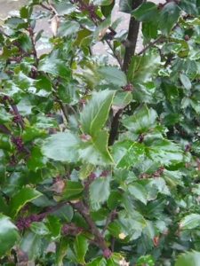 Stechpalme 'Blue Prince' /  Ilex meserveae 'Blue Prince'