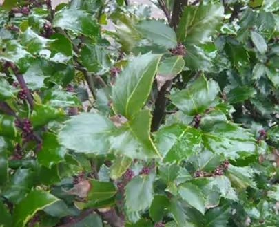 Stechpalme 'Blue Prince' / Ilex meserveae 'Blue Prince'