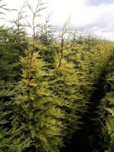 Leyland Zypresse 'Gold Rider' / Cupressocyparis leylandii 'Gold Rider'