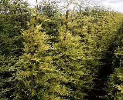 Leyland Zypresse 'Gold Rider' / Cupressocyparis leylandii 'Gold Rider'