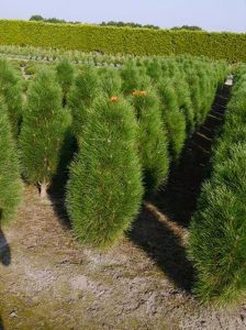Säulen-Schwarzkiefer 'Green Tower' / Pinus nigra 'Green Tower'
