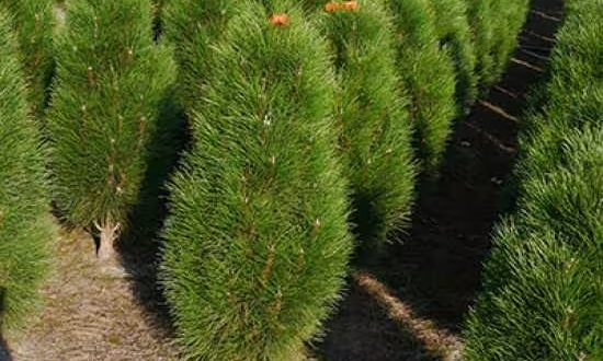 Säulen-Schwarzkiefer 'Green Tower' / Pinus nigra 'Green Tower'