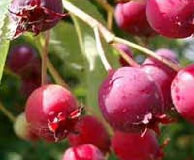 Früchte der Kupfer-Felsenbirne / Amelanchier lamarckii