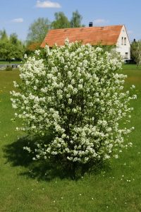 Echte Felsenbirne / Gemeine Felsenbirne /  Amelanchier rotundifolia / Amelanchier ovalis