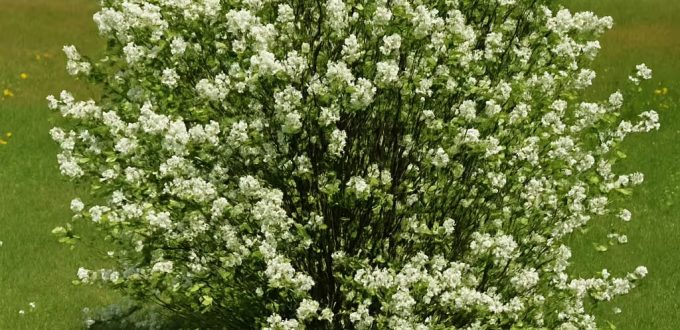 Echte Felsenbirne / Gemeine Felsenbirne / Amelanchier rotundifolia / Amelanchier ovalis