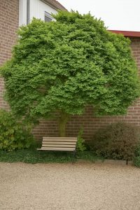 Kleinkronige Ulme 'Jacqueline Hillier' / Ulmus minor 'Jacqueline Hillier'