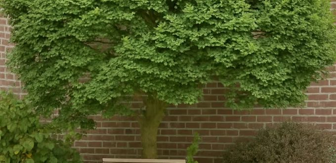 Kleinkronige Ulme 'Jacqueline Hillier' / Ulmus minor 'Jacqueline Hillier'