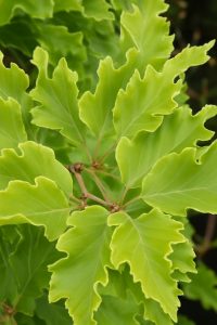 Gelbblättrige Buche / Goldene Rohan-Buche / Fagus sylvatica 'Rohan Gold'