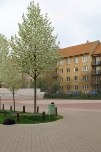 Wild-Birne 'Beech Hill' / Kultur-Birne 'Beech Hill' / Pyrus communis 'Beech Hill'