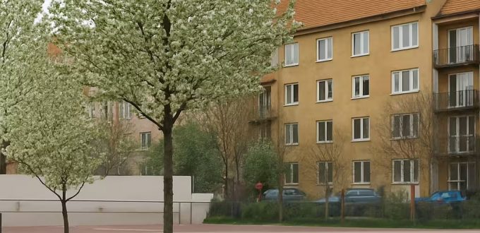 Wild-Birne 'Beech Hill' / Kultur-Birne 'Beech Hill' / Pyrus communis 'Beech Hill'