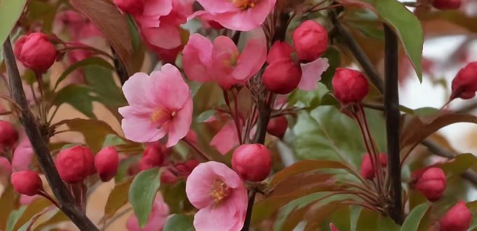 Zierapfel 'Red Obelisk' / Malus 'Red Obelisk'
