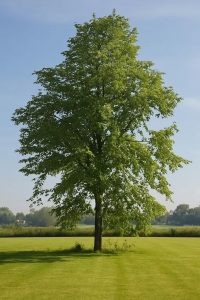 Sommer-Linde / Tilia platyphyllos