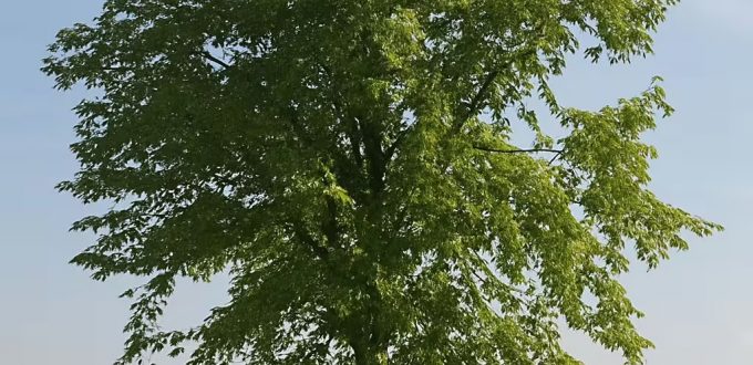 Sommer-Linde / Tilia platyphyllos