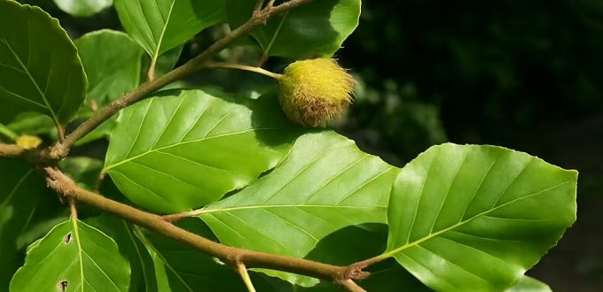 Gold-Buche 'Zlatia' / Fagus sylvatica 'Zlatia'