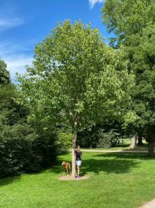 Taschentuchbaum / Aufwiedersehenbaum / Davidia involucrata var. vilmoriniana